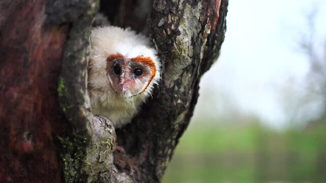 Cute fluffy baby barn owl peering curiously out of a dark hollow tree trunk nest cavity in a wild forest environment outdoors