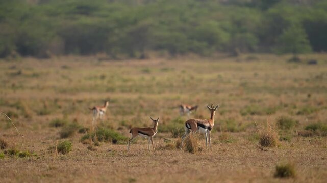 Thomson&rsquo;s Gazelles Standing Alert in African Savannah Grassland