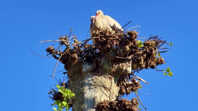 White stork (Ciconia ciconia) attends a large nest atop a pollarded tree crown, exhibiting nest guarding behavior against a clear blue sky, handheld shot.