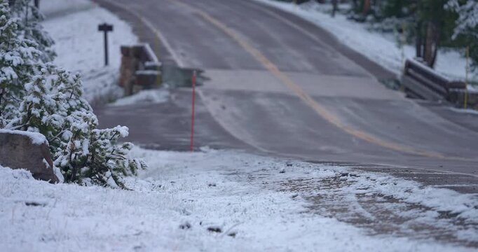 A bison is seen running across the road in Yellowstone after being spooked by passing traffic.