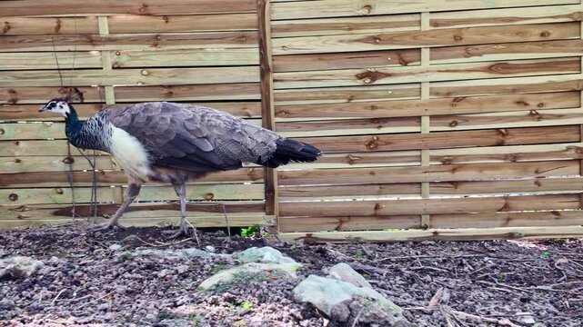 Indian peafowl (Pavo cristatus) walks across a natural enclosure bordered by a wooden fence, displaying characteristic plumage and behavior in a managed wildlife environment, handheld tracking shot.