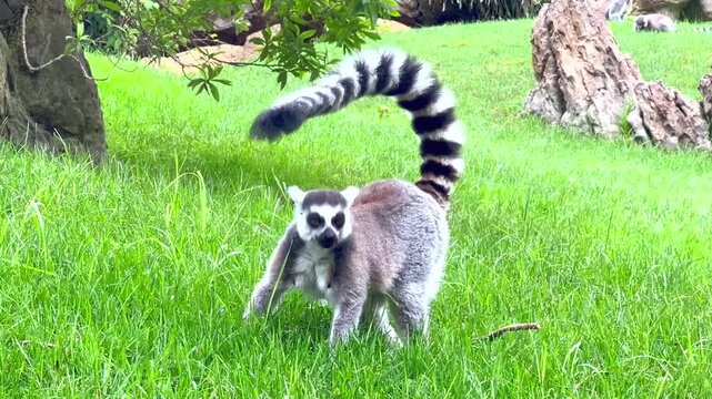Curious wild ring-tailed lemur walking across a lush green grass field with its long black and white striped tail raised high