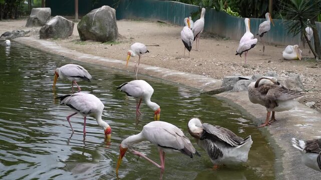 chinese goose drinking and preening across a group of white stork tactile foraging in the park, bird enjoying the day in aviary