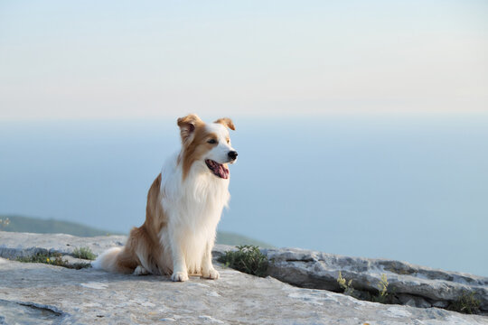 Border Collie sits on rocks overlooking open sea and mountain scenery. Scenic location creates calm travel atmosphere.