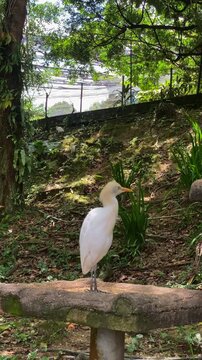 adult catle egret standing in the wild, the color changing feathers during mating season of cattle egret