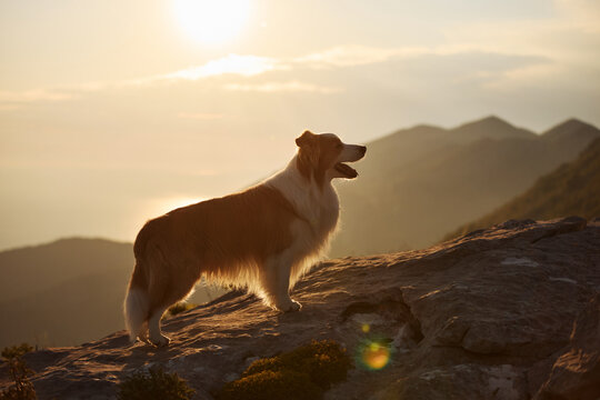 A Border Collie stands on a mountain slope illuminated by warm evening sunlight. Scenic landscape creates peaceful outdoor adventure atmosphere.