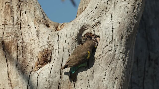 A Meyer's parrot perches at the entrance of a nest cavity in a dead tree and looks inside, while a second parrot briefly appears and peers out from the nest hole, Botswana wilderness.