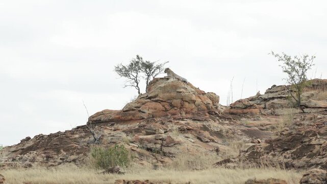 A leopard is lying on a rocky outcrop scanning her surroundings on a windy day in Botswana's wilderness.