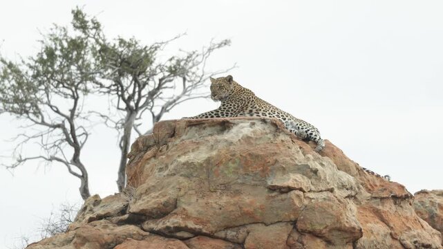 A leopard is lying camouflaged on top of a rock, scanning her surroundings on a windy, cloudy day in Botswana.