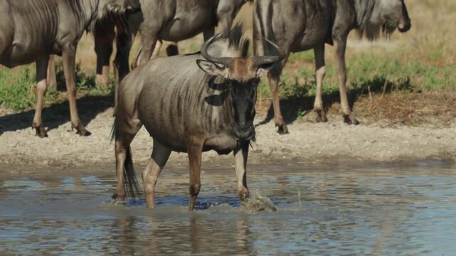 A blue wildebeest walking through the water while the rest of the herd is drinking in the background, Botswana's wilderness.
