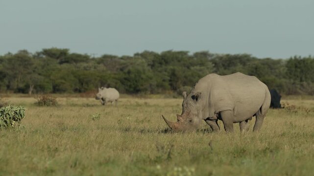 A white, wide-lipped rhino is feeding on the green grassland with another two rhinos grazing in the background in Botswana's wilderness.