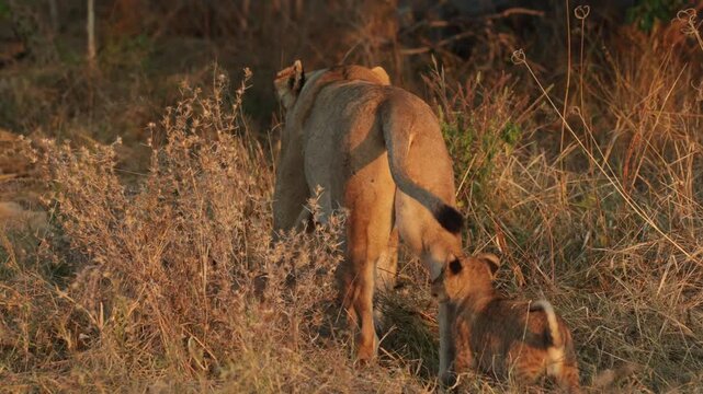 A playful lion cub leaps at a resting lioness before she rises and begins walking away through the dry grass. As she moves off, two energetic cubs pounce on her hind legs in golden morning light.