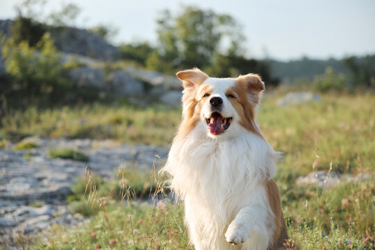 Close portrait shows a happy Border Collie sitting outdoors in mountain scenery. Bright surroundings create cheerful travel mood.