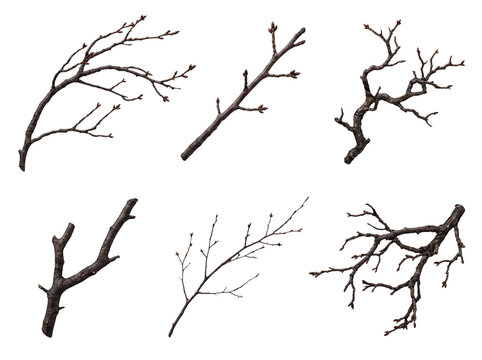 Six distinct bare tree branches, each displaying numerous visible buds, signaling the arrival of spring.