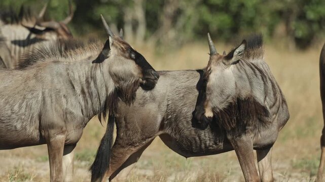 Medium shot of a young blue wildebeest standing and scratching its head at the butt of another young gnu, Botswana wilderness.