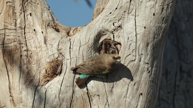 A Meyer's parrot perches at the entrance of its nest cavity in a dead tree, pausing to look around and survey its surroundings, Botswana wilderness.