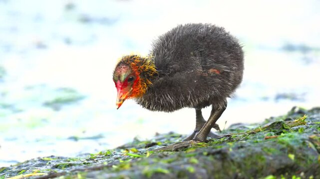 Adorable young Australian brush turkey megapode chick with a red head and fluffy black body feathers standing outdoors in nature