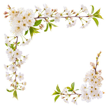 Lush white cherry blossom flowers and green leaves creating a graceful corner frame on delicate branches.
