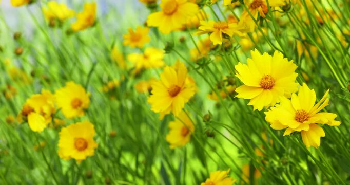Beautiful yellow coreopsis flowers blooming with left copy space