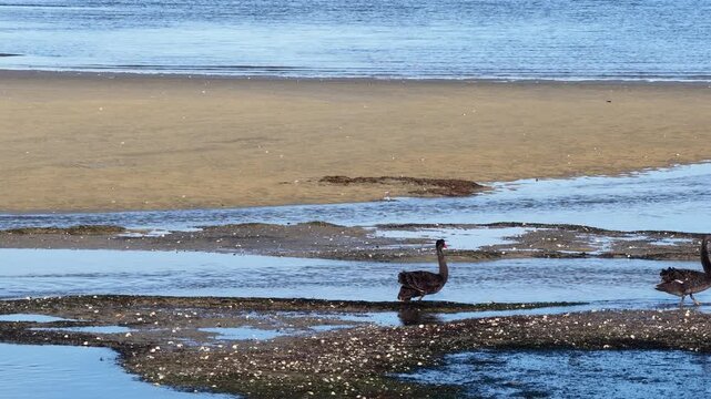 Three black swans walk and swim in shallow tidal water on a sandy estuary shore