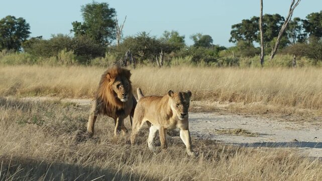Female lioness gets up, followed by the male before lying down again and starting to mate in the dry grass in Botswana.