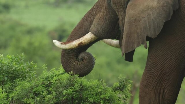 Medium shot of an African elephant's trunk and tusks while feeding on a small shrub, Kruger National Park.