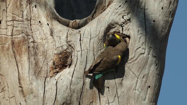 A Meyer's parrot taking flight and leaving the nest site while the other bird is still perched at the entrance of the nest cavity in a dead tree, Botswana wilderness.