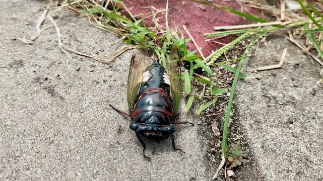 Macro video of a cicada (garengpung, kinjeng tangis, Semi, Cigale, Cigarre) is dead. This insect emits a loud chirping sound from the tree. Selective focus.