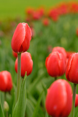 Obraz premium Close-up view of vibrant red tulips blooming in a lush green field, highlighting the soft petals and surrounding green foliage