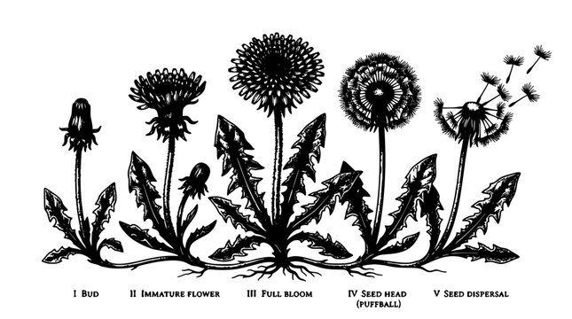 Flower Botanical Illustration Showing Bud, Immature Flower, Full Bloom and Seed Dispersal Stages, Black and White Line Art