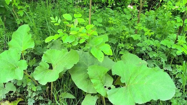 Lush green foliage and giant broad leaves sway gently in dense forest undergrowth. This vibrant nature footage provides fresh organic textures for ecological projects