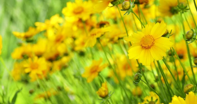 Beautiful yellow coreopsis flowers blooming with left copy space