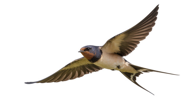 Barn swallow bird in flight with wings spread