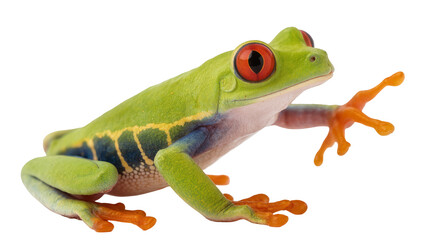 Fototapeta premium Red-eyed tree frog with bright green skin and orange feet