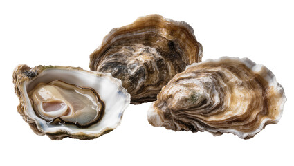 Fresh raw oysters with open shell revealing meat © darietta