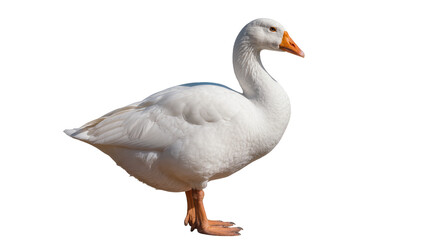 White goose with orange beak and legs standing © darietta
