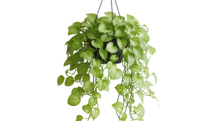 Green Pothos Plant Hanging in Black Pot © darietta