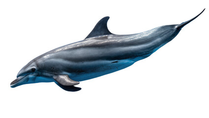 Fototapeta premium Gray dolphin swimming underwater with blue water