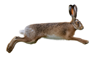 Brown hare running with long ears and white tail © Anneliese