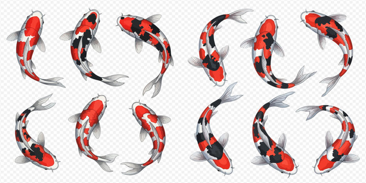 Set of colorful koi fish swimming, traditional Japanese ornamental carp in various poses, top view of pond fish.