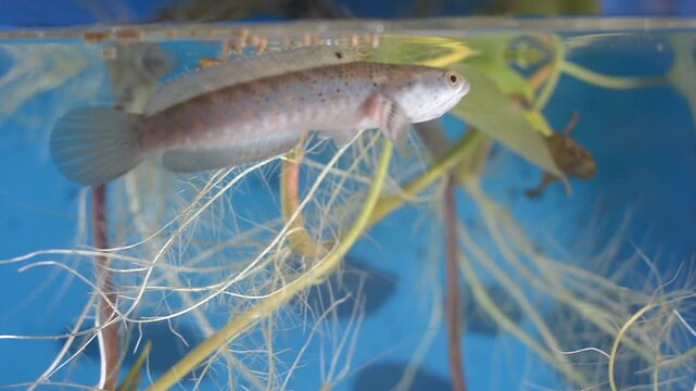 Juvenile Snakehead Fish Swimming Near Water Surface and Roots
