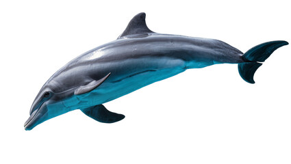 Gray dolphin swimming with blue underside © Aino