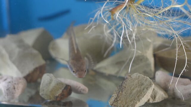 Channa Fish Swimming Towards Camera Above Aquarium Rocks
