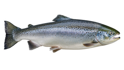 Whole Atlantic Salmon Fish Side View © Anneliese