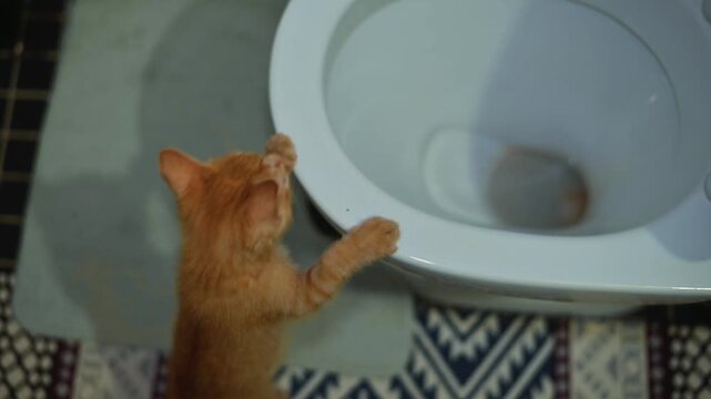 A cat reaches out to a toilet bowl with curiosity in a bathroom setting. The environment is dimly lit, showcasing the cat's playful behavior and inquisitive nature