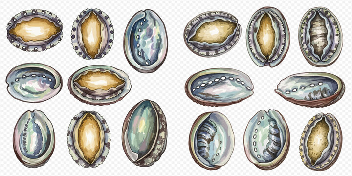 Watercolor illustration of various abalone shells, showcasing their iridescent beauty and unique textures, isolated on a white background.