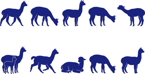 Fototapeta premium Blue alpaca and llama silhouette set standing and walking on transparent background Collection