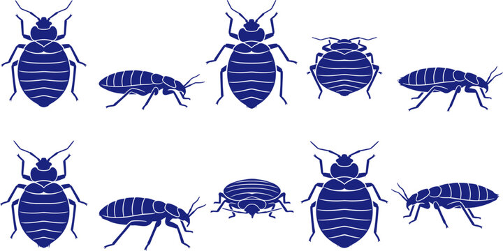 Blue bedbug insect silhouette set showing different angles on transparent background Collection