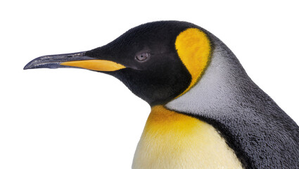 Fototapeta premium King penguin head and neck profile with yellow and grey markings