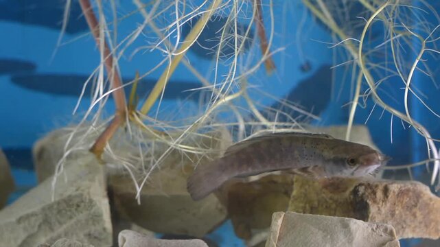 Small Snakehead Channa Fish Swimming Near Surface in Blue Aquarium

